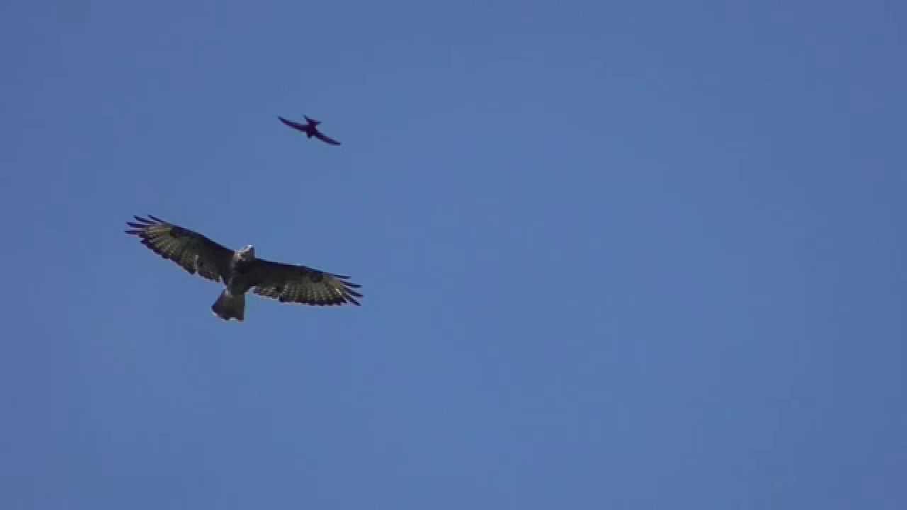 M&auml;usebussard im Flug