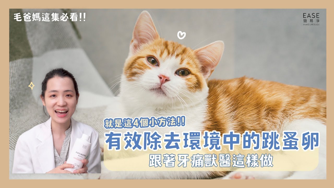 狗貓被跳蚤咬怎麼辦？教你預防並處理家有跳蚤的問題｜牙痛獸醫