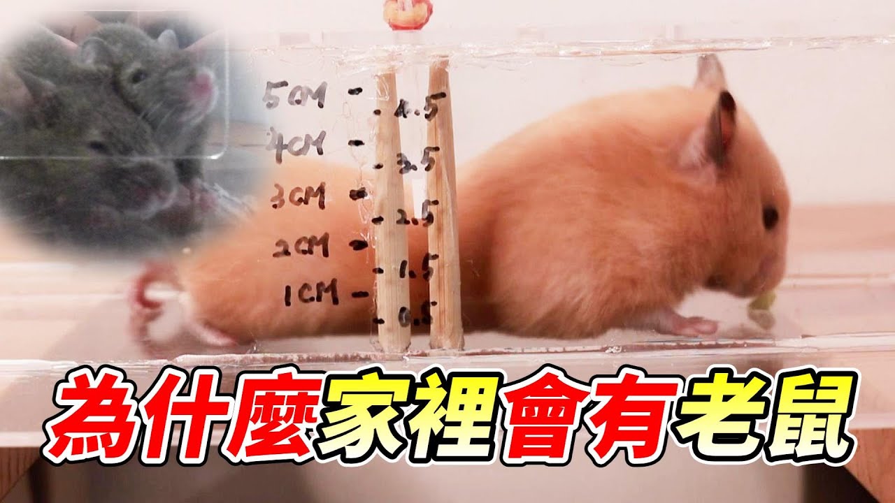 【維鼠日記】實測老鼠能鑽進多小的洞？家裡有洞快補起來！【維特】#58