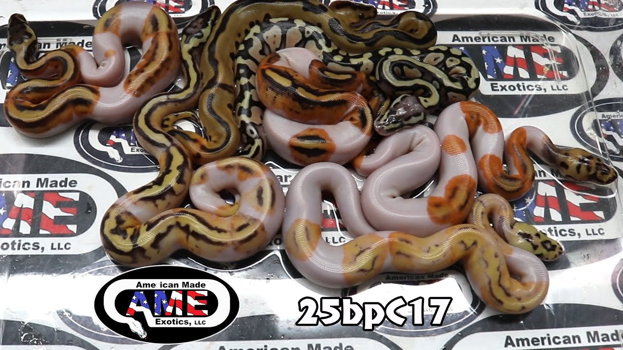 25bpC17  fm Enchi Pastel Leopard (pos Super Leo) Het Clown 50% Pos Het Pied x m Clown Pied Pos Leo