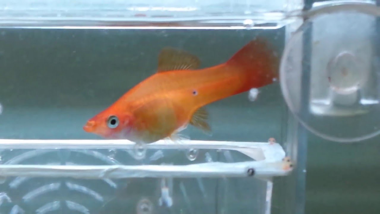 Peixe espada parindo   (compartilhe)