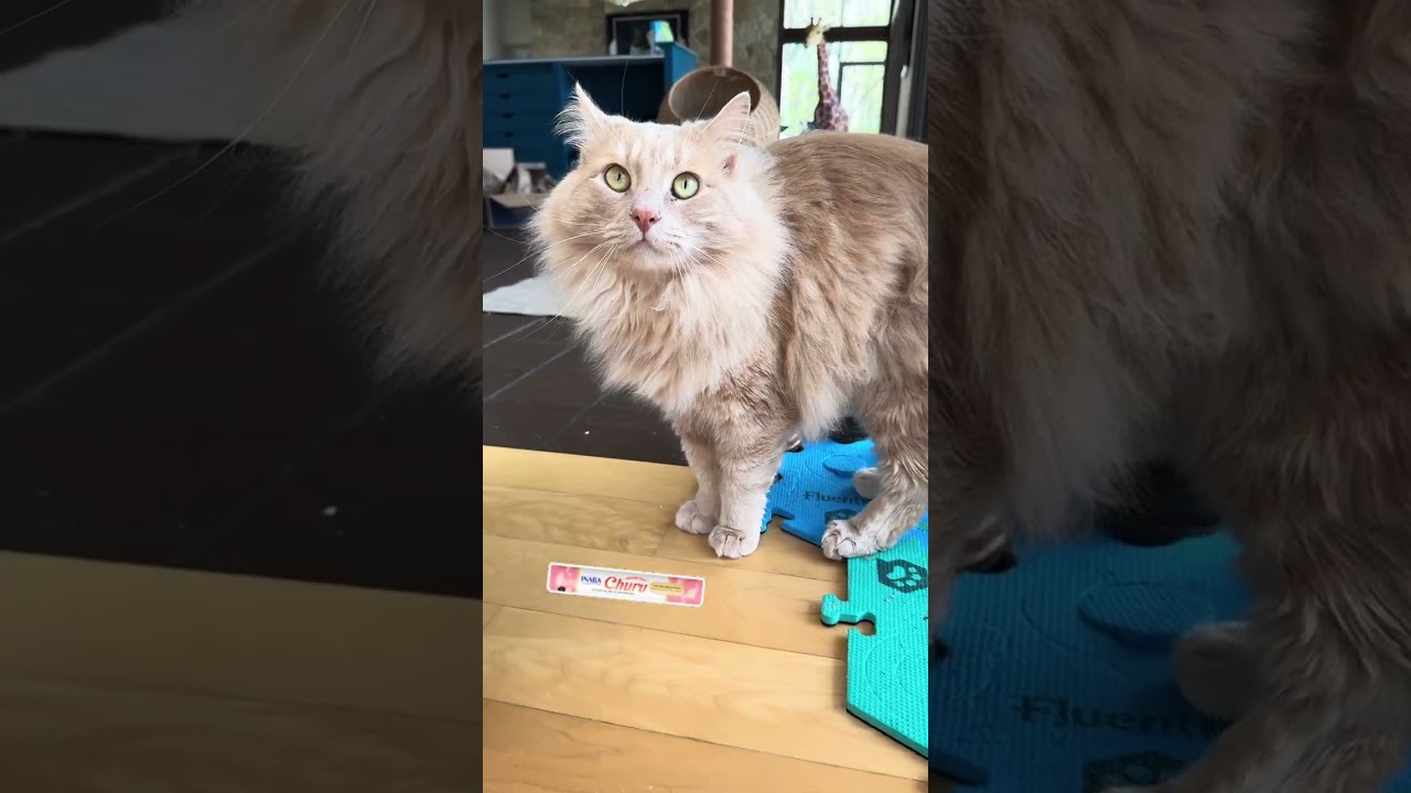 Intellectual Stimulation Ideas For Cats! #cats #shorts #catbehavior