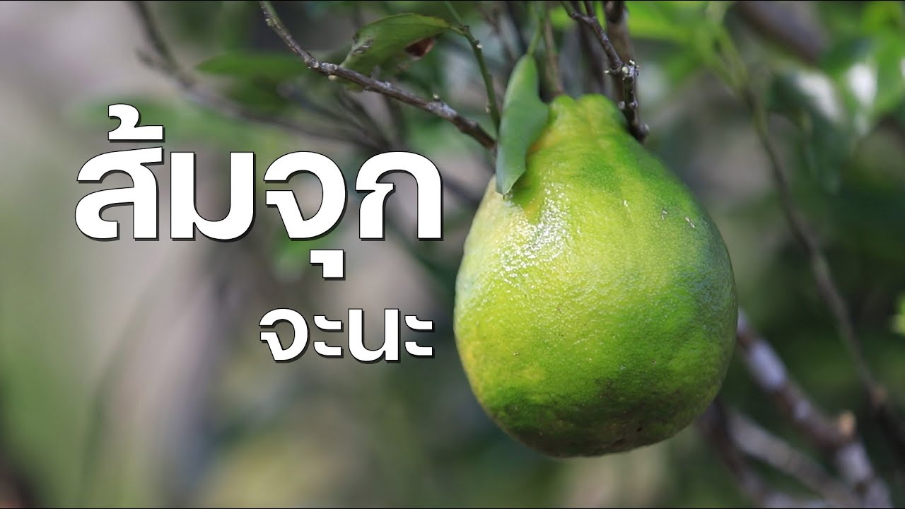 คลิปนอกเมือง EP.32 ส้มจุก ส้มพื้นถิ่นของ อ.จะนะ จ.สงขลา