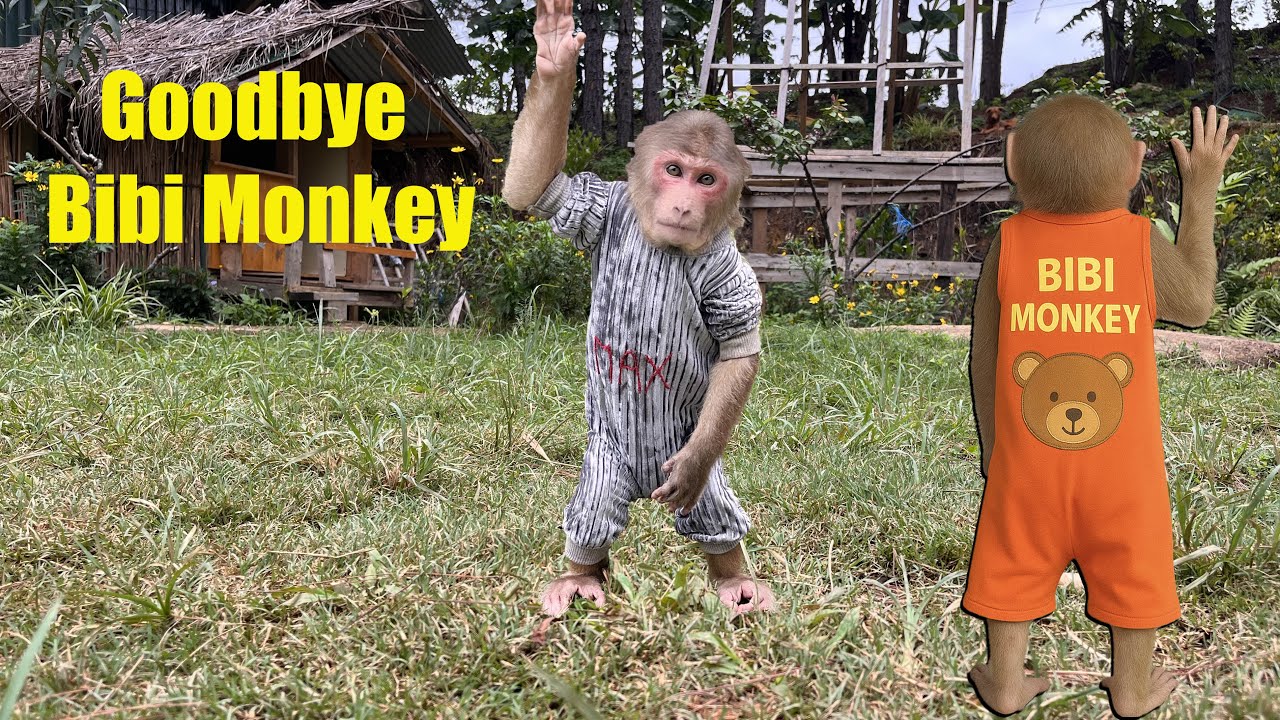 Goodbye Bibi Monkey 👋 Come Back Soon 🍀🍀🍀