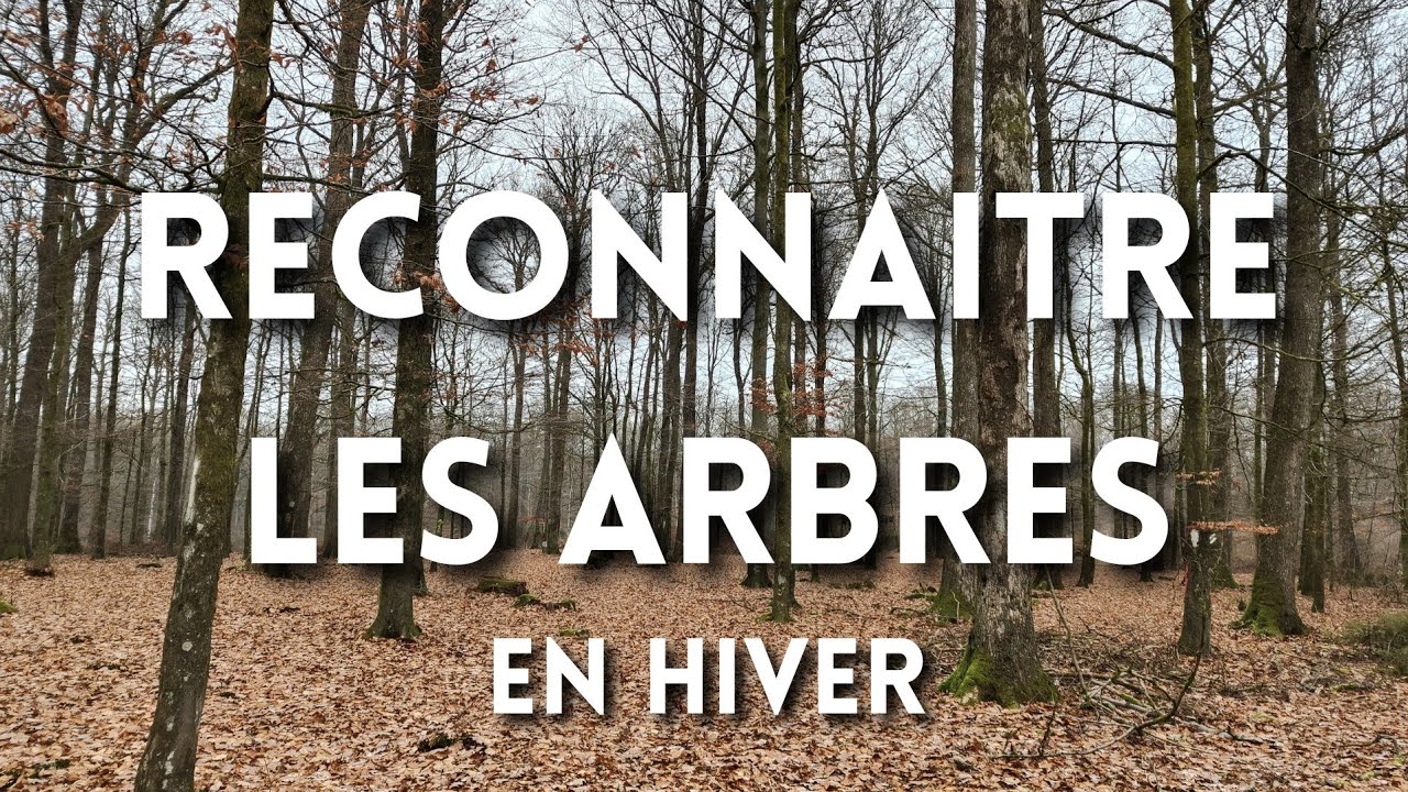 Comment RECONNAÎTRE les ARBRES en hiver🌳🌲 !