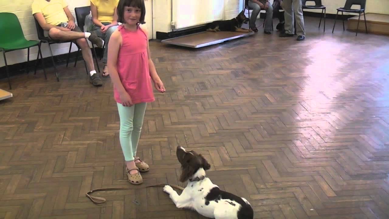 Teaching your Dog to Stay