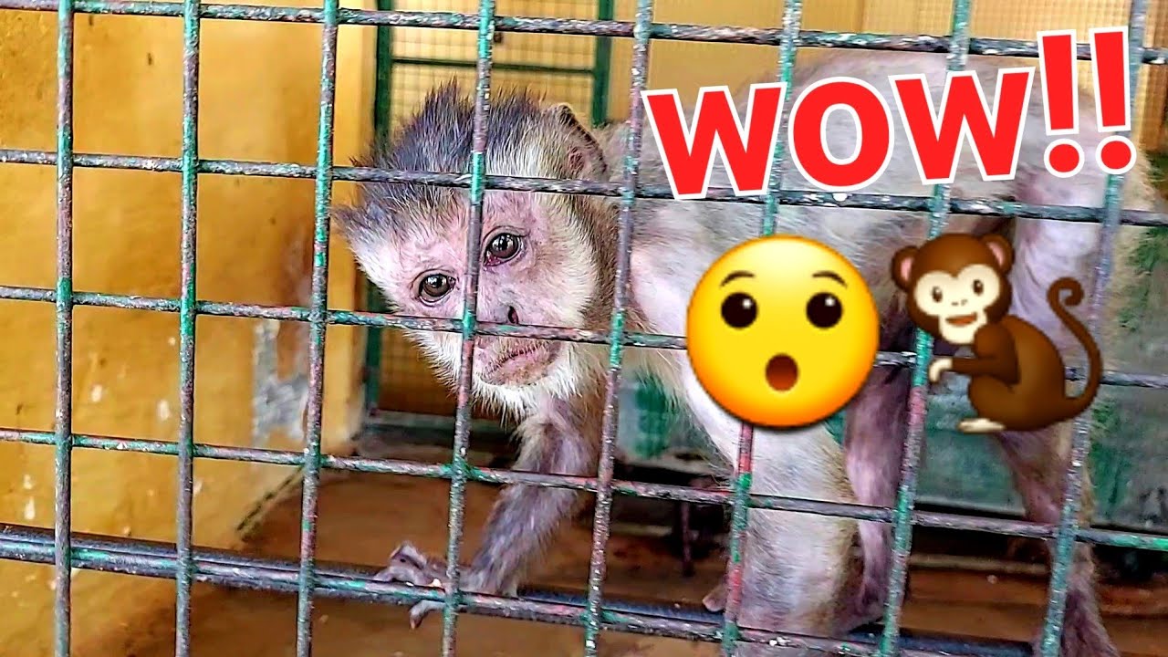 Monkey!! baby oh😯😯🐒 #animals #adorable #funnyanimals #viralvideo #cuteanimals #wildlife #babymonkey