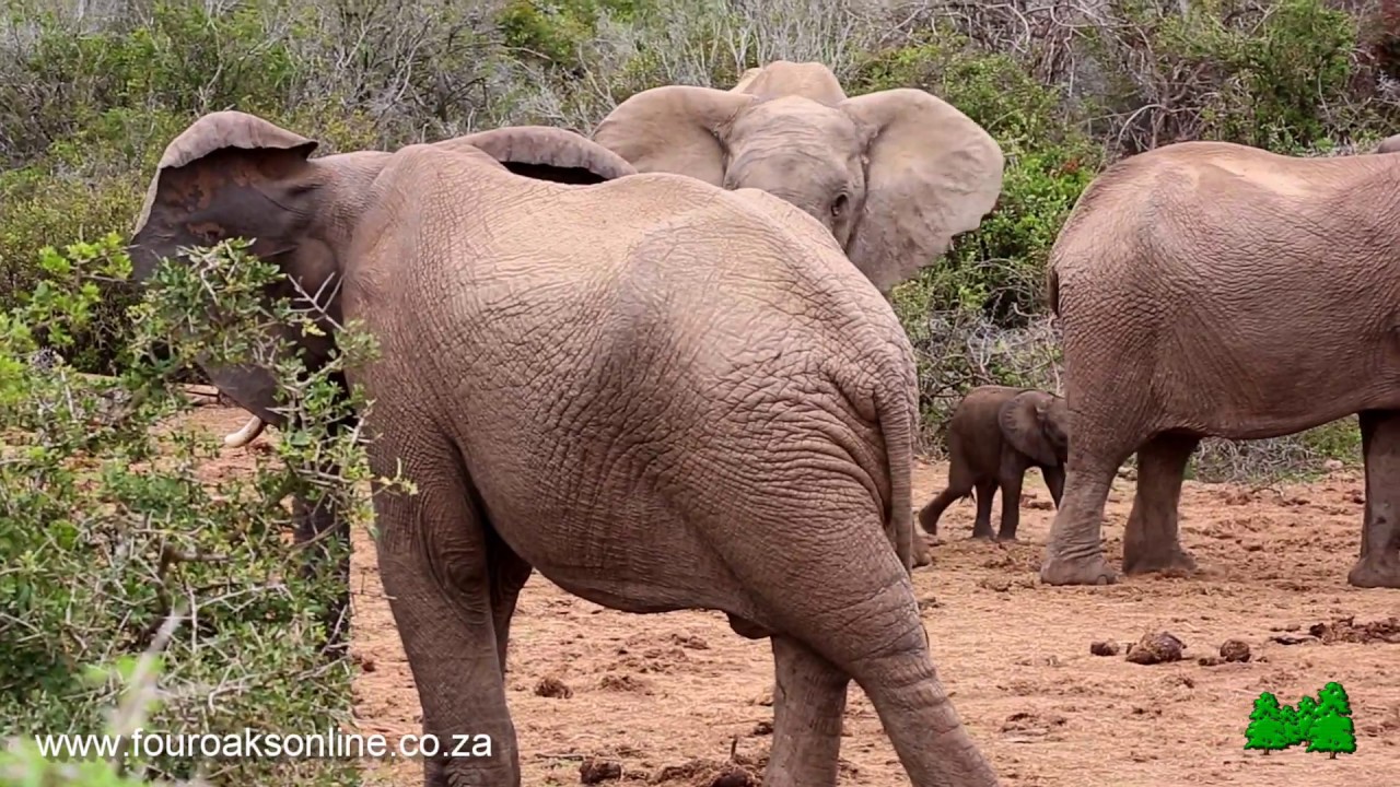 Bad Tempered Elephant Hits Baby Twice! Listen how the baby screams