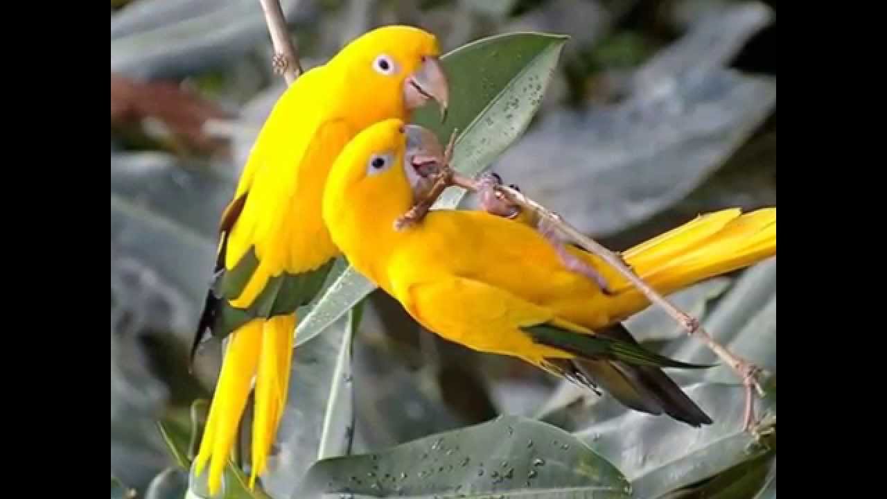 YELLOW BIRD - Ukulele Chord Melody arrangement by Ukulele Mike Lynch