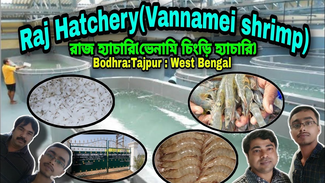 Raj Hatchery ( Vannamei shrimp hatchery) | রাজ হ্যাচারী( ভেনামি চিংড়ি হ্যাচারি) | তাজপুর | WB | BM.