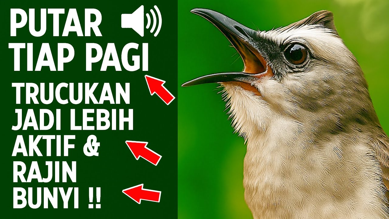 Suara trucukan gacor ropel ngalas buat pancingan trucukan agar bunyi jadikan burung trucuk gacor