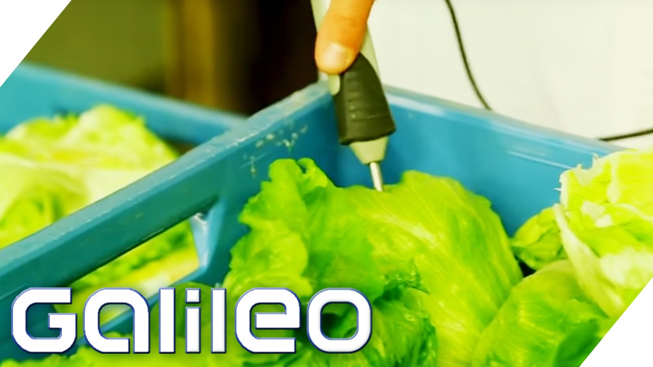 Wie frisch ist abgepackter Salat? | Galileo | ProSieben