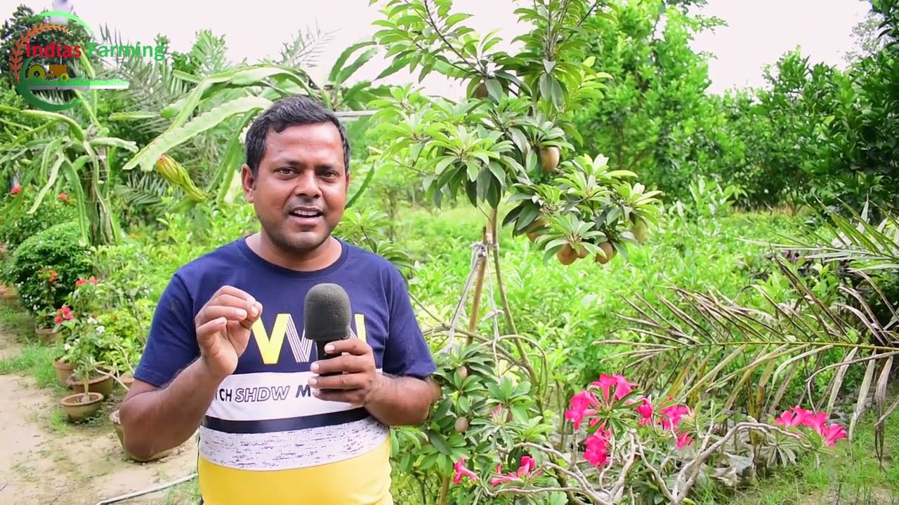 Ananya Nursery | Fruit Plant Nursery | Thai and Indian variety Fruit Plants  | nursery