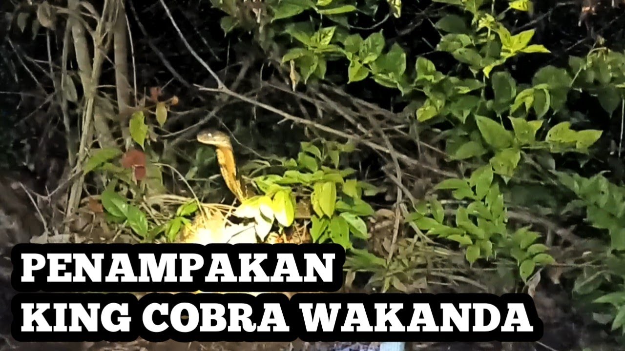DETIK DETIK KEMUNCULAN KING COBRA PENGHUNI SUNGAI WAKANDA