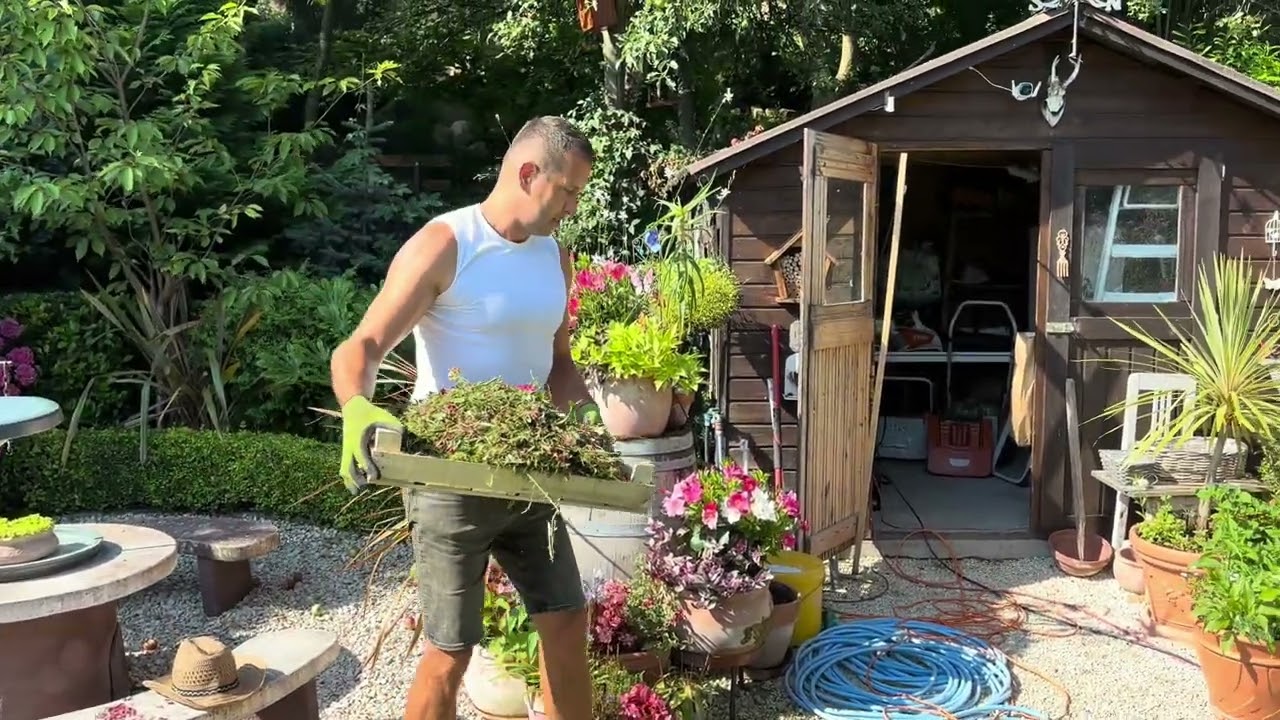 Levendula, rózsa és egyéb évelők nyári visszavágása. Darálása mulcsnak, komposztnak.