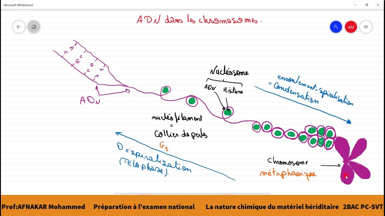 7-La nature chimique du matériel héréditaire (ADN) 2BAC PC/SVT/1BACSM
