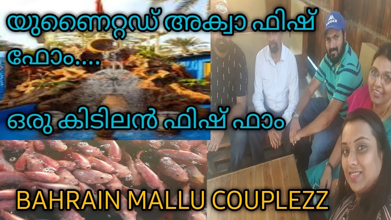 യുണൈറ്റഡ് അക്വാ ഫിഷ് ഫോം ബഹറിൻ || fish farm in Bahrain| Bahrain Mallu Couplezz vlog 23