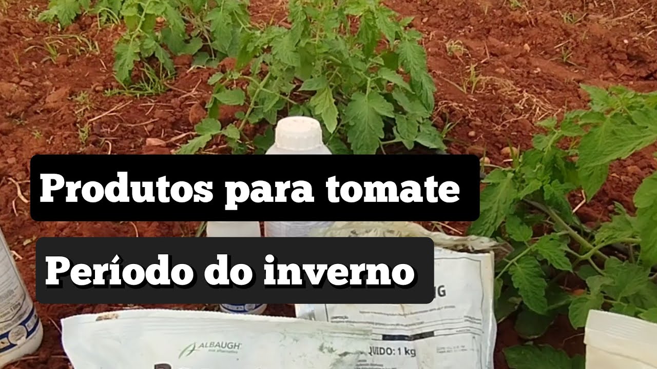 produtos para tomate no período do inverno