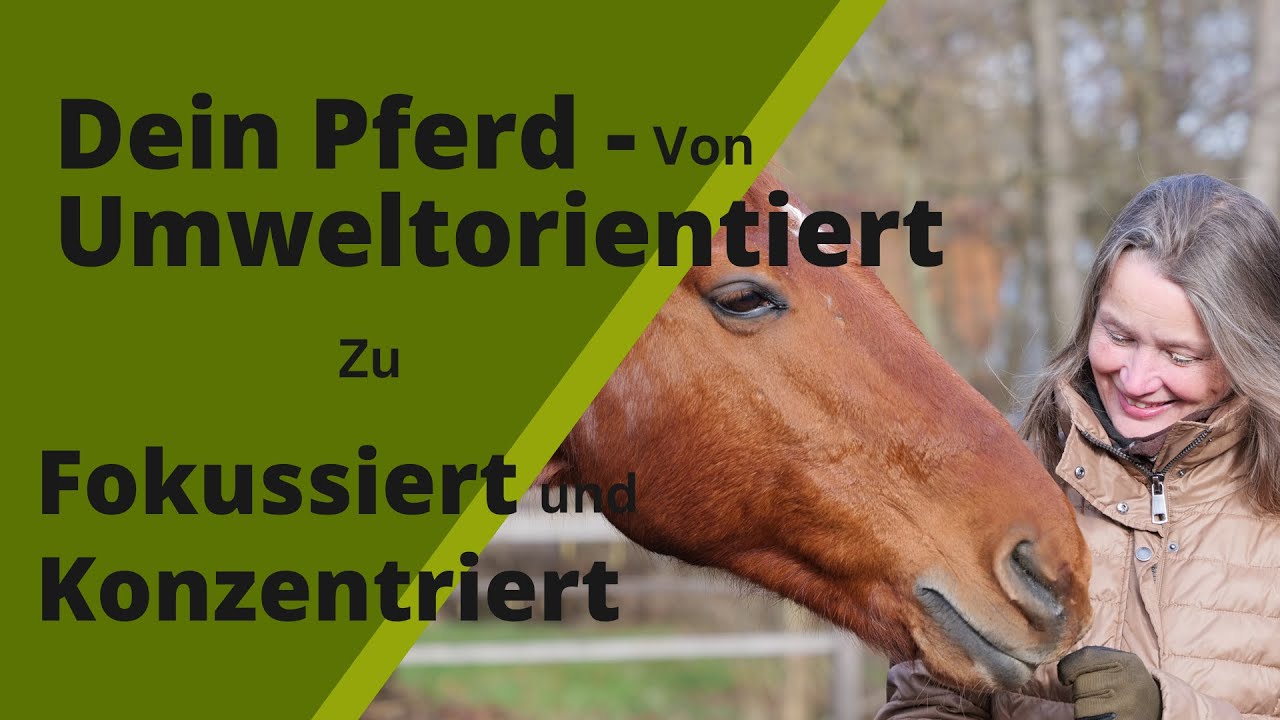 Vom umweltorientieren zum fokussierten und konzentrierten Pferd I Angst am und auf dem Pferd