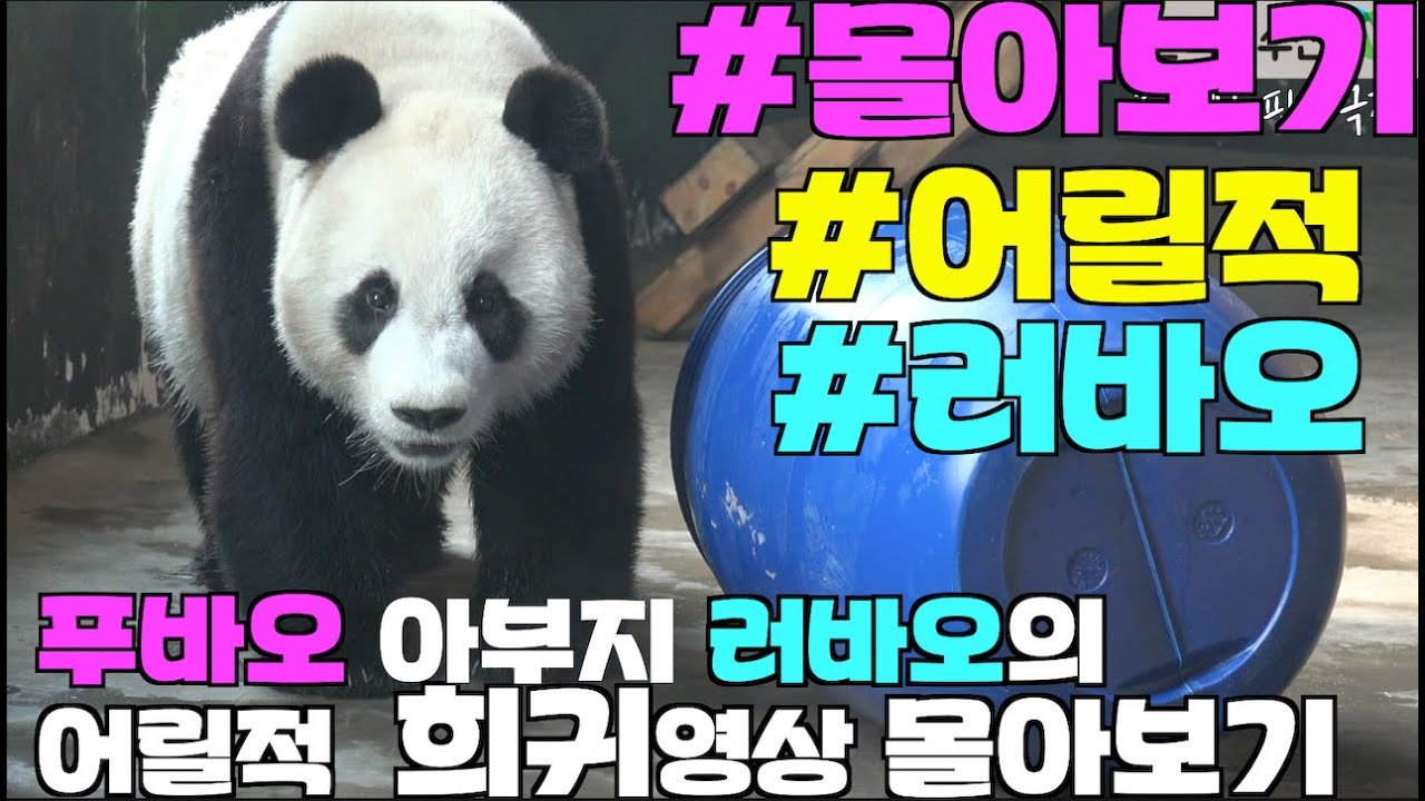 [한국농수산TV] #푸바오 아부지 러바오의 귀여운 어릴적 희귀영상 몰아보기!! #아이바오#루이바오#후이바오