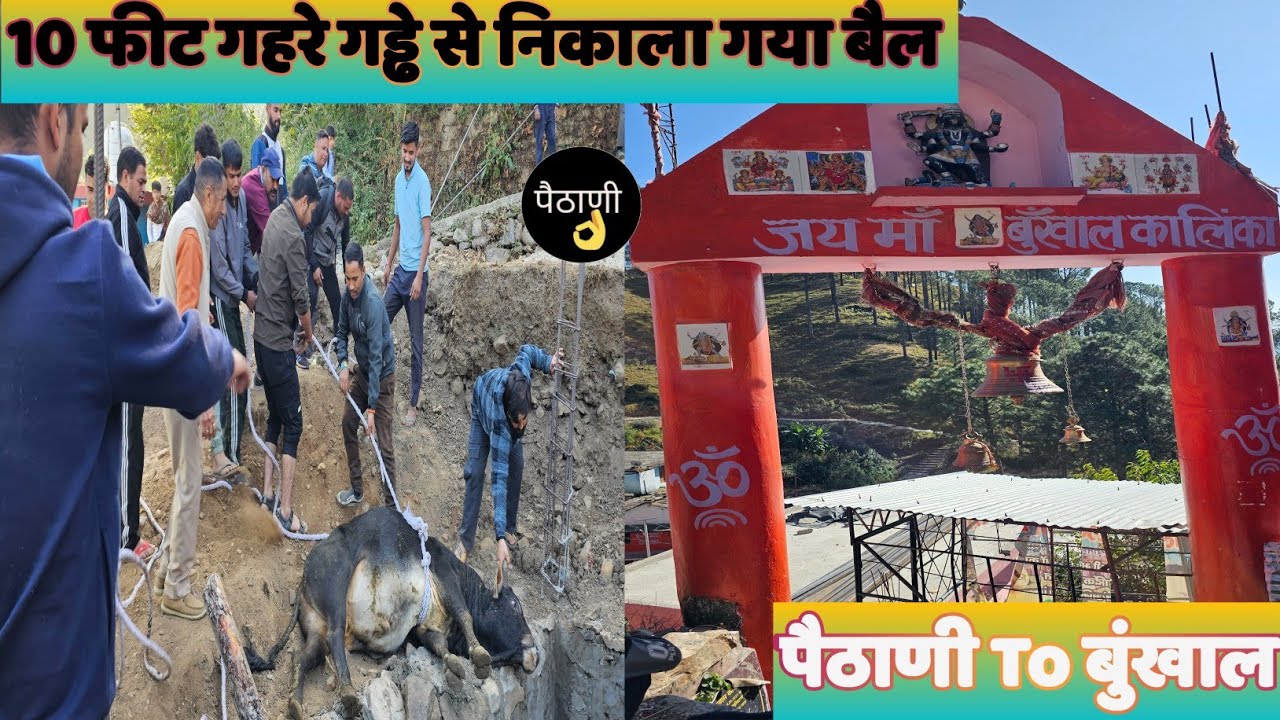 जय माँ बुंखाल कालिंका ♥️🙏|| 10 फ़ीट गहरे गड्ढे से निकाला गया बैल || @paithaniUttarakhandOfficial