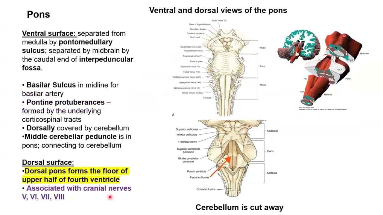 Pons and cerebellum lecture#medicalstudents #brainanatomy #neuroanatomy #brainstem #medicaleducation