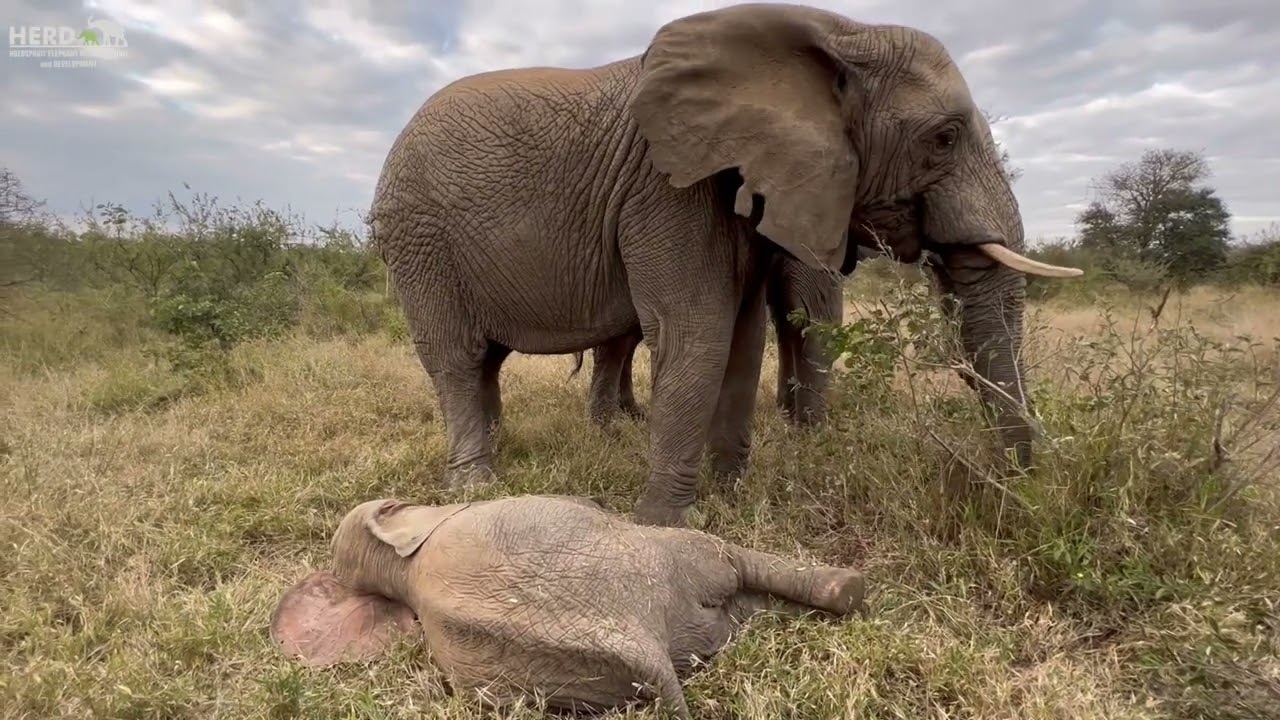 Sleepy Baby Elephant, Khanyisa Takes a Nap in the Bush with Timisa & Lundi