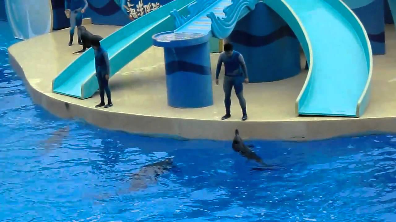 香港海洋公園-海豚表演