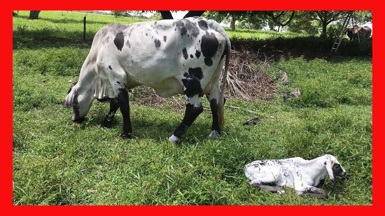🔴 CRUCE SARDO NEGRO X HOLSTEIN ✅ GANADERIA EL CARRITO ganaderia bovina vacas lecheras