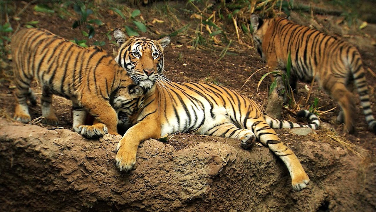 San Diego Zoo One-Day Pass