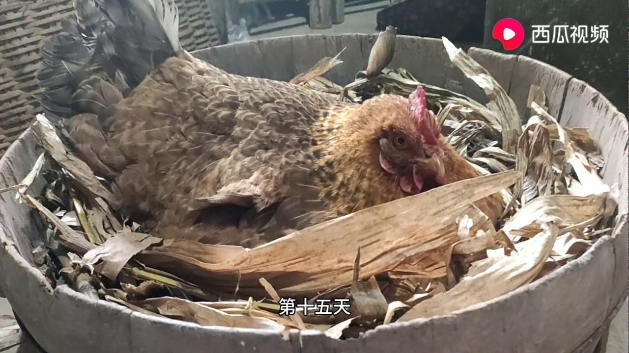 孵小鸡全过程：鸡蛋血丝、胎动明显，细心饲养母鸡，20天出壳两只