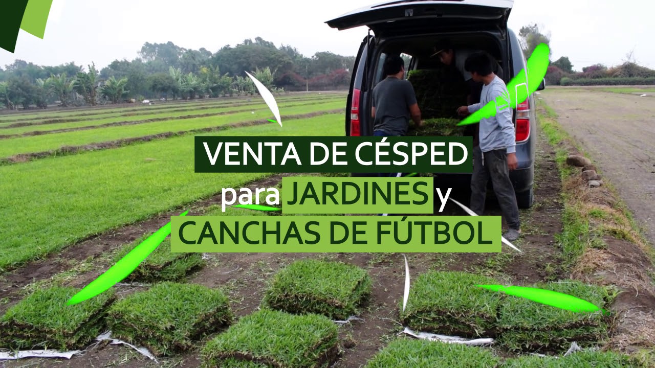 Venta de Grass Americano