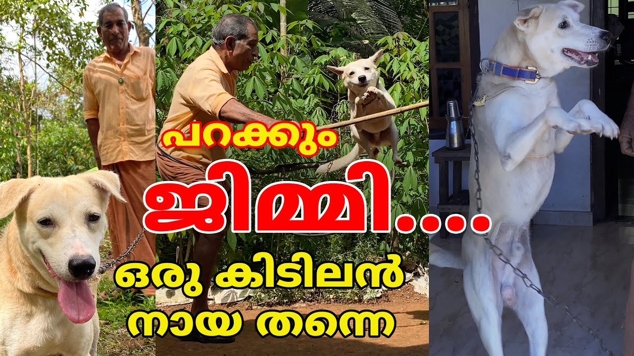 പറക്കും ജിമ്മി ഒരു കിടിലൻ നായ തന്നെ കാണാം ജിമ്മിയുടെ അഭ്യാസങ്ങളും കഴിവുകളും 