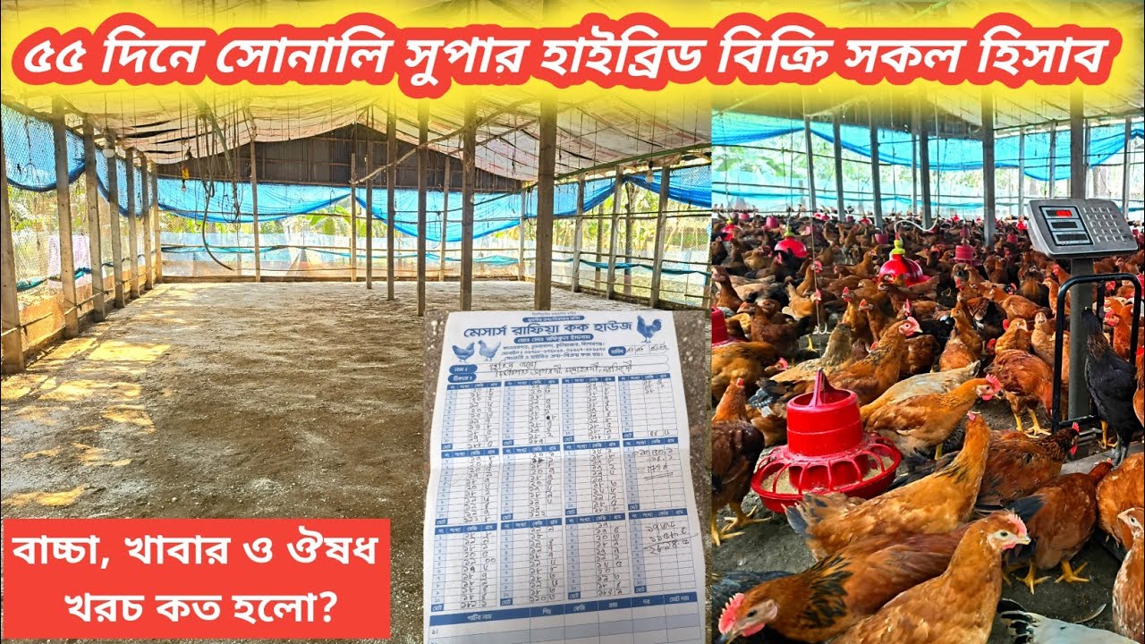 ৩৬০০ সোনালি সুপার হাইব্রিড A+ মুরগির বিক্রির সকল হিসাব।