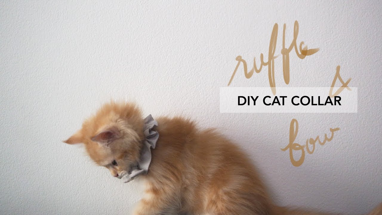 DIY Cat Collar: Mee Does it (CUTE cat video at the end!)