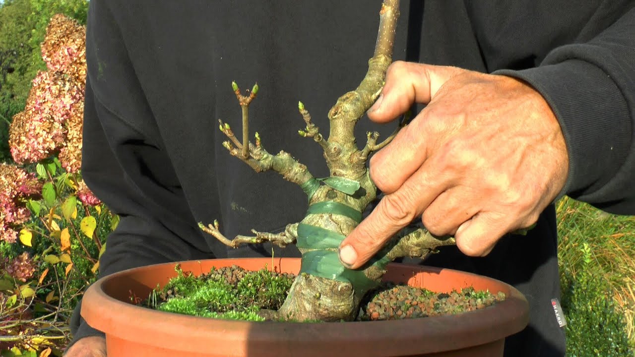 Bonsai Bergahorn Acer pseudoplatanus