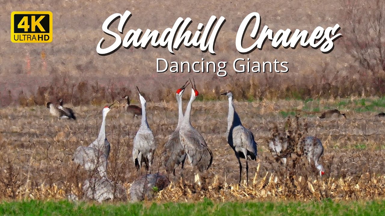 Sandhill Cranes - Dancing Giants