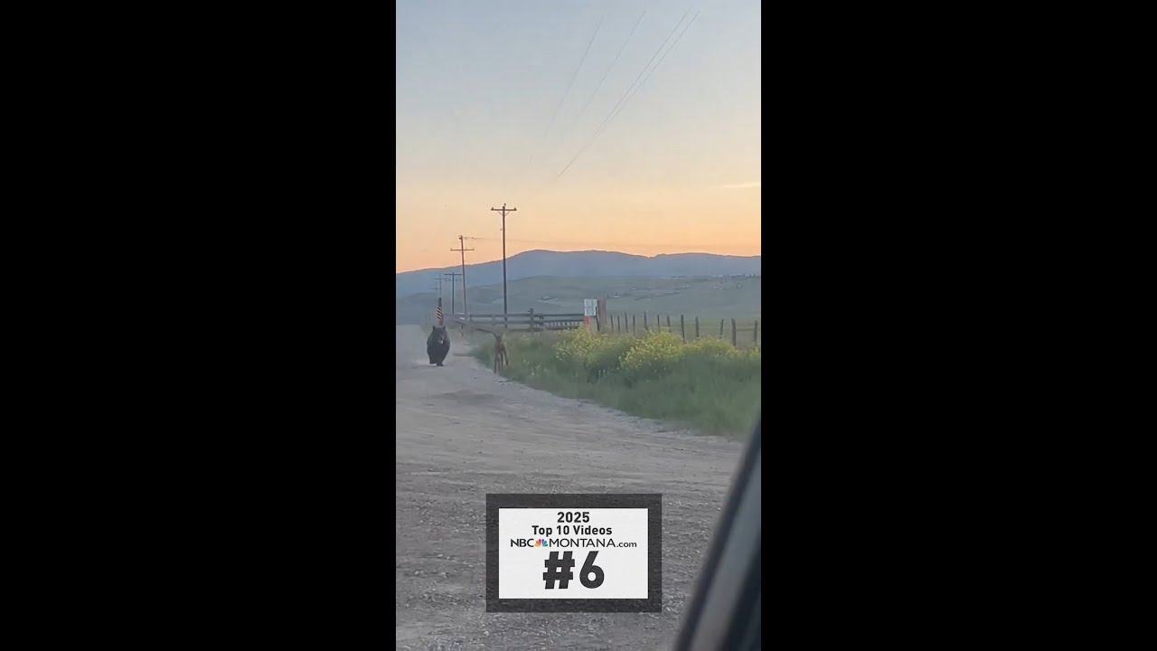 TOP TEN VIDEOS OF 2025: #6 INCREDIBLE ANIMAL CHASE