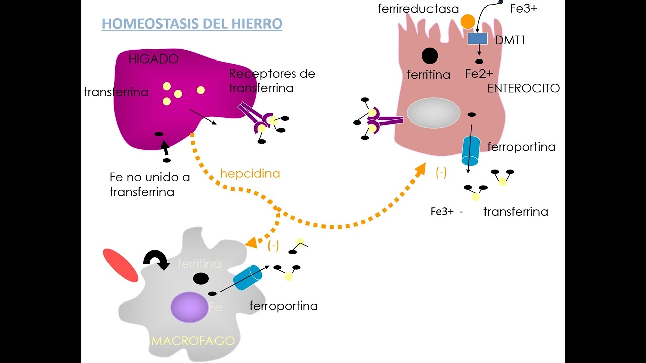 S. Seminario 3  Metabolismo hierro y anemias. UA2. FMED. UBA