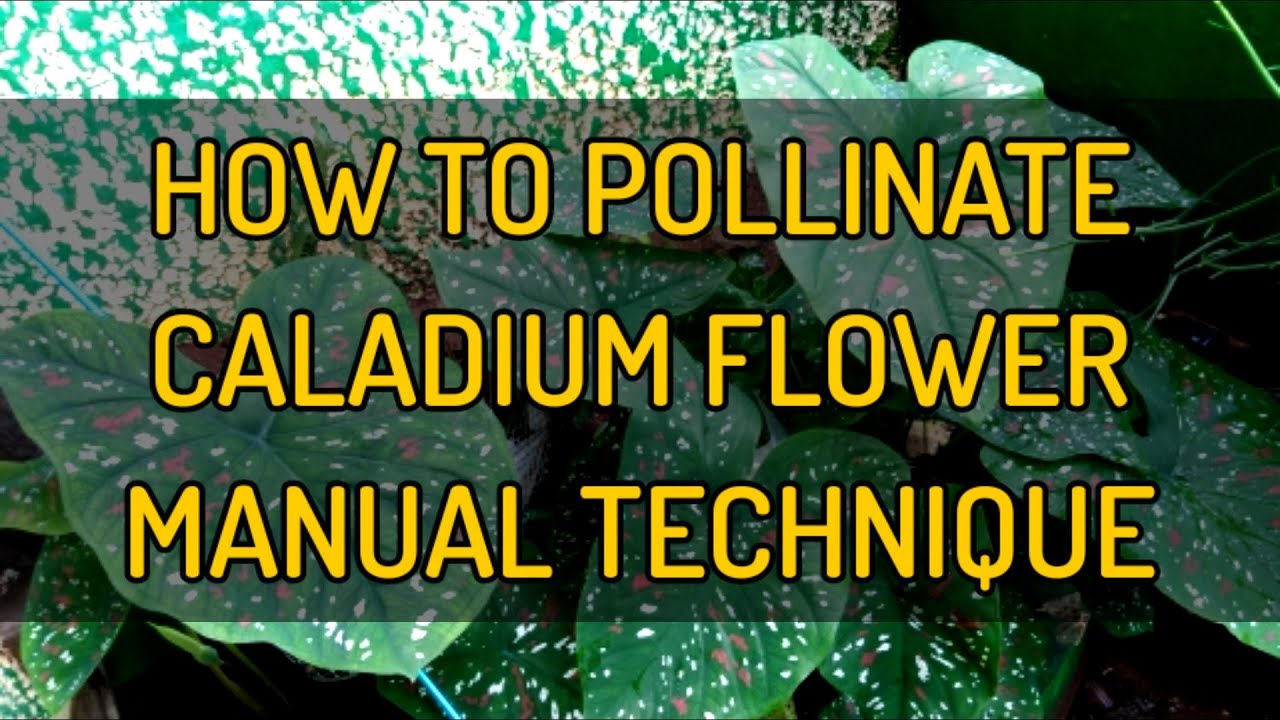 HOW TO POLLINATE CALADIUM FLOWER | PAANO MAG POLLINATE NG CALADIUM - KRISTINA QUITLONG