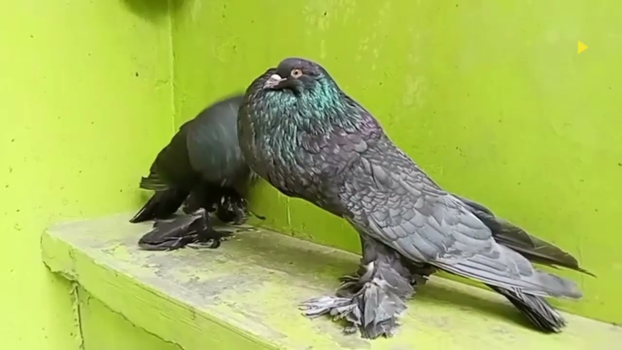 Top Most Beautiful Pomeranian Pouter pigeon Breed