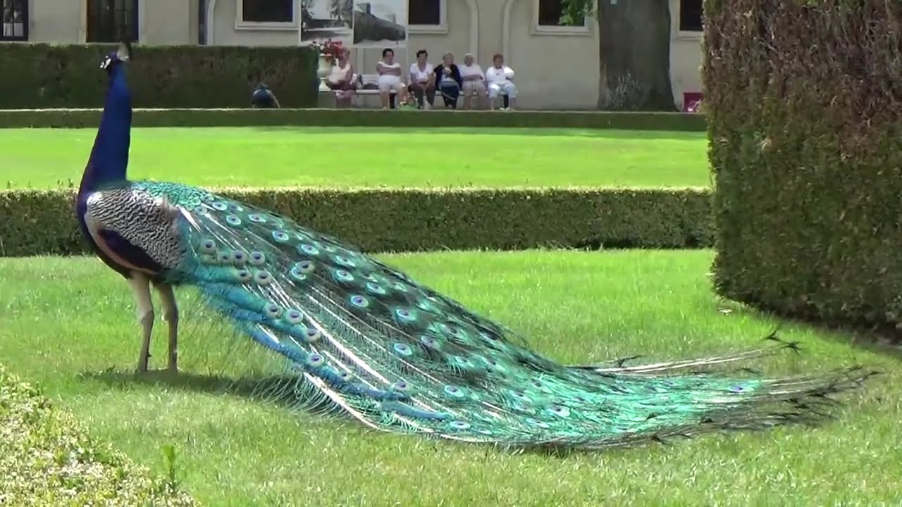 Muzeum Zamoyskich w Kozłówce - Pawie w tańcu i na drzewach