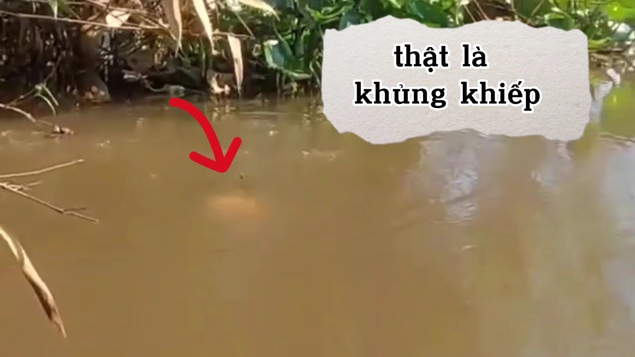 Câu cá, nhợ siêu bền còn chịu không nổi (video 57)@3ruong