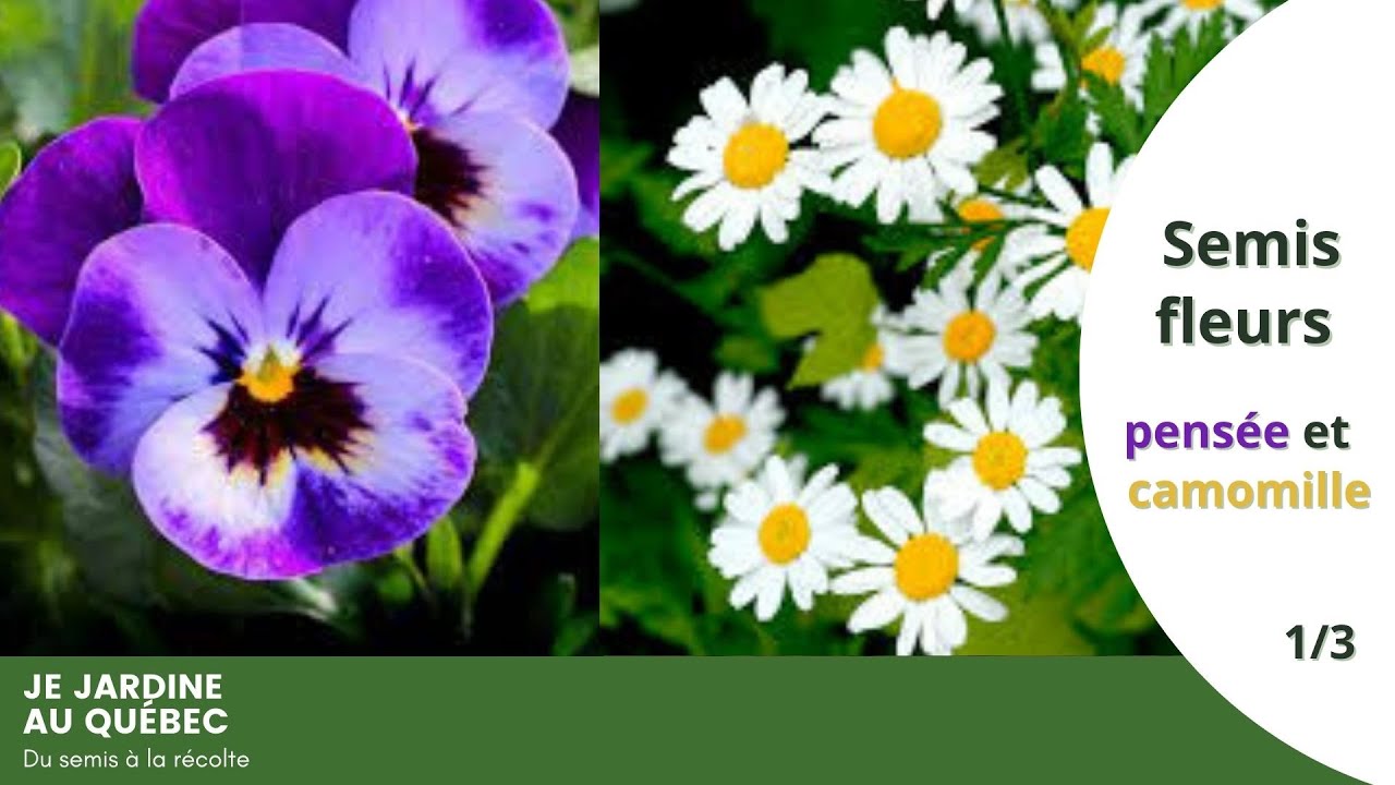 Tuto Fleur : réussir les semis de pensée et de camomille 1/3