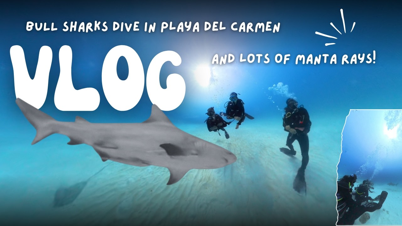 From Bull Sharks to Manta Rays | A Perfect Dive Day in Playa del Carmen, Mexico
