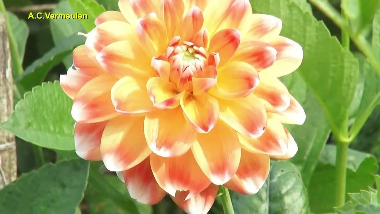 Opnames Dalia in onze tuin A.C.Vermeulen