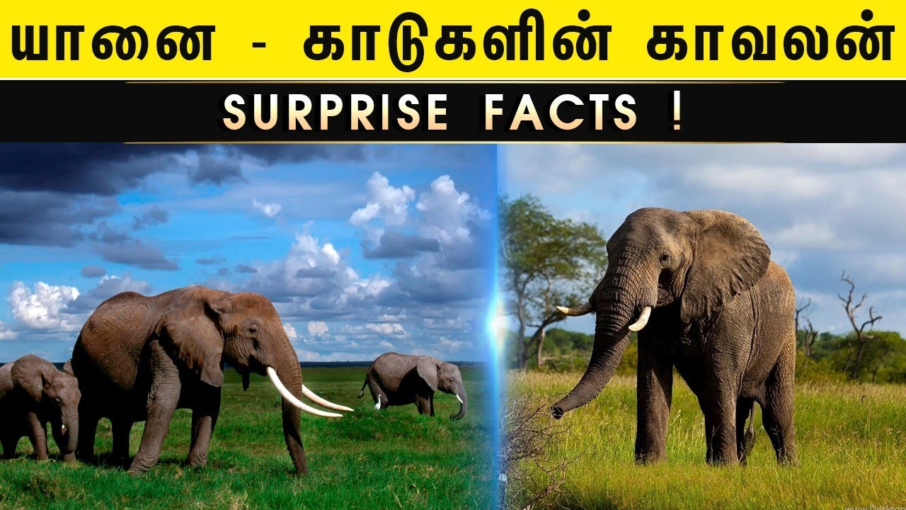 Elephants | யானை | காடுகளின் காவலன் | Interesting Facts | RedCapKarthik