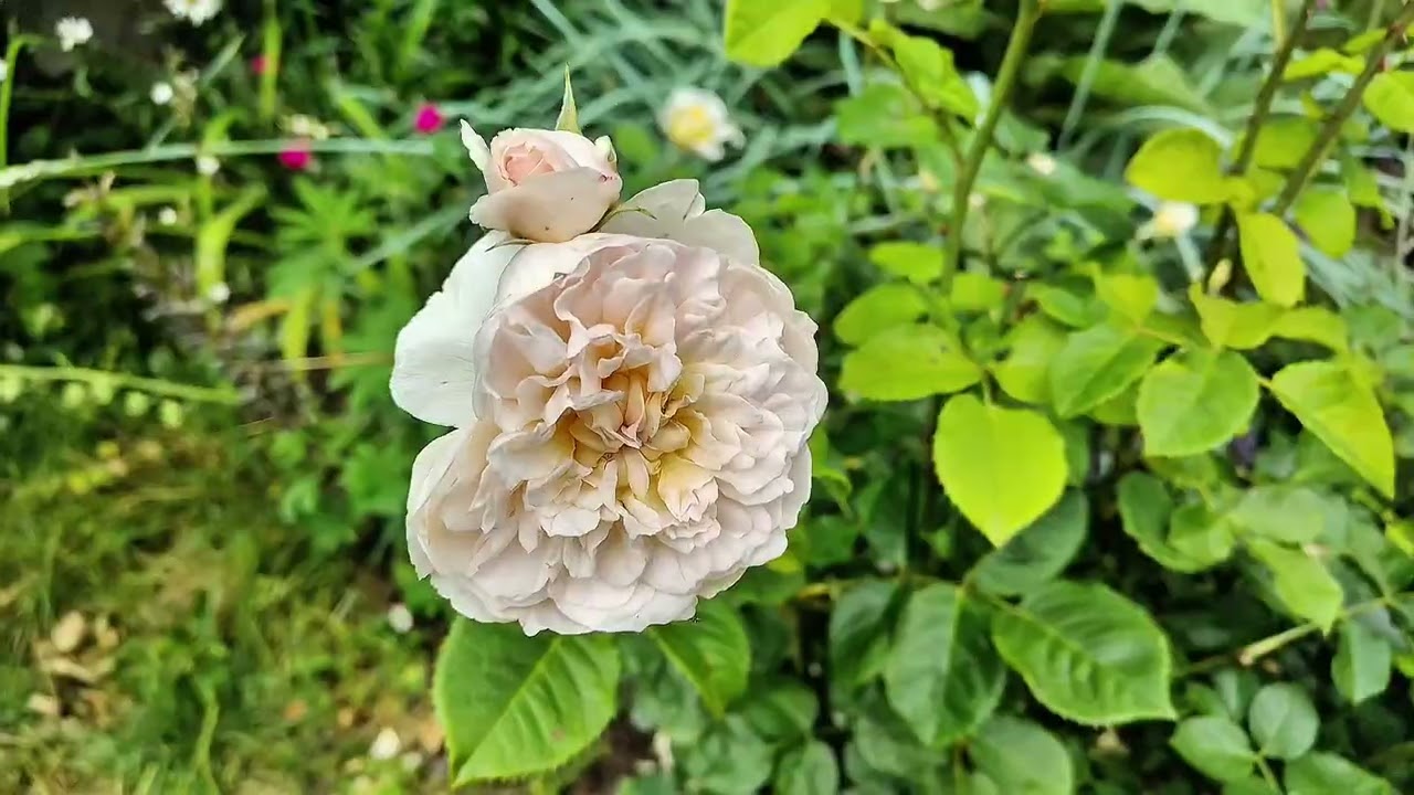 Wspomnienie lata w różanym ogrodzie 