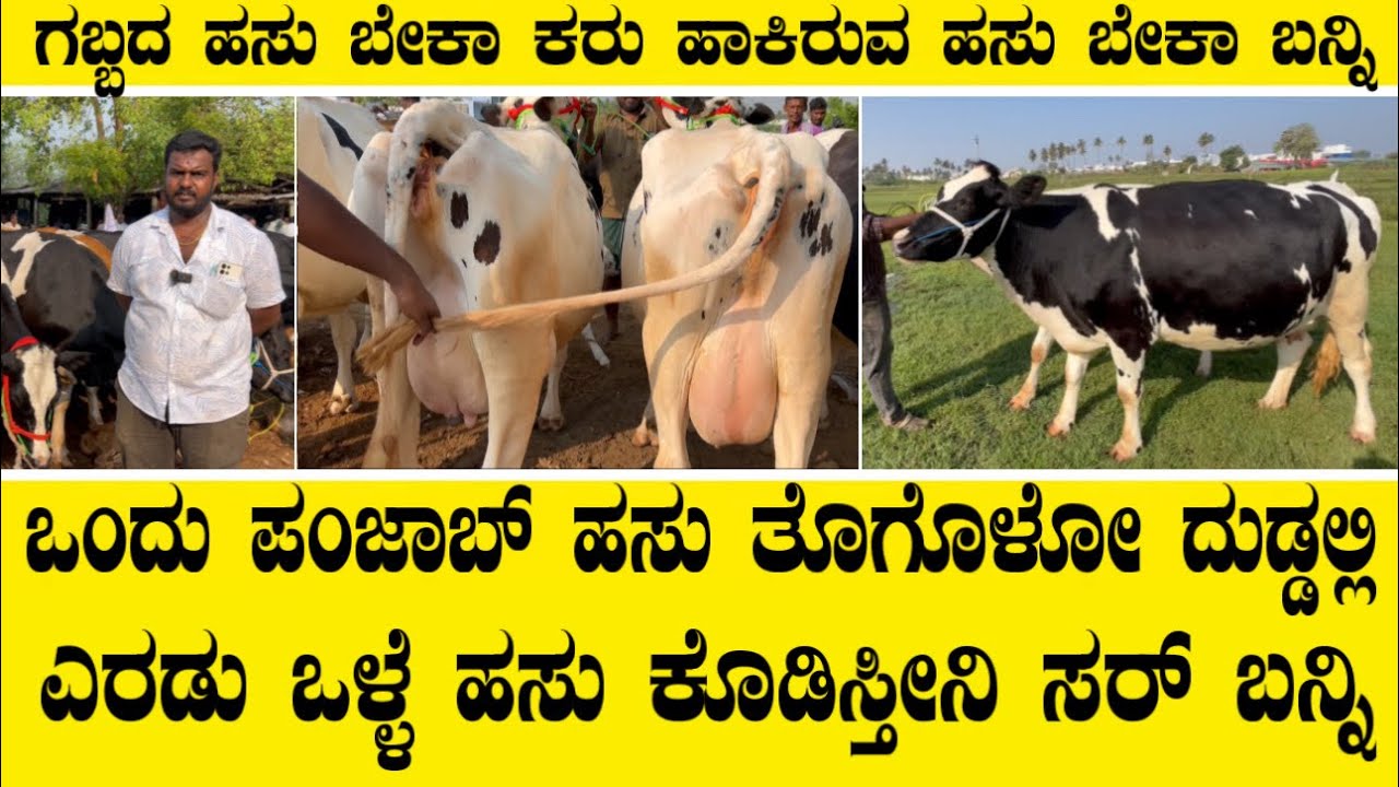 ಗಬ್ಬದ ಹಸು ಬೇಕಾ ಕರು ಹಾಕಿರುವ ಹಸು ಬೇಕಾ ಬನ್ನಿ||Top quality cows 