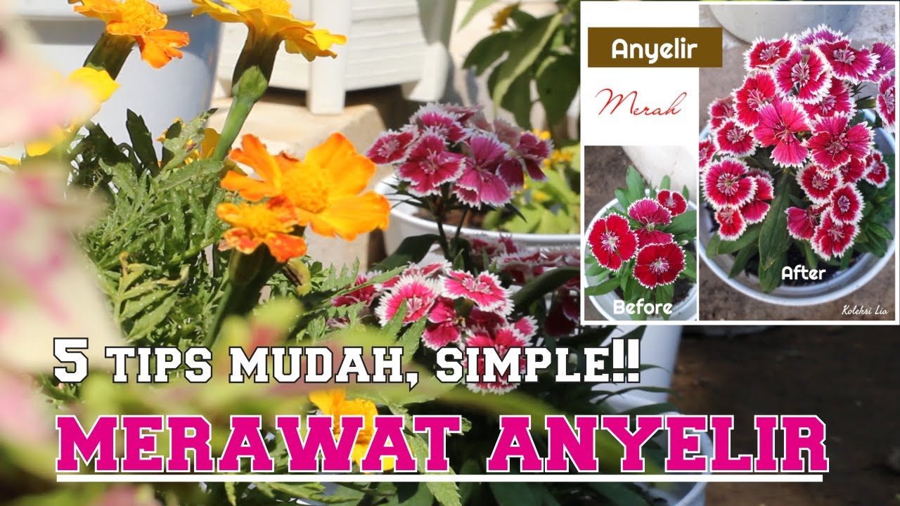 5 RAHASIA!! MERAWAT BUNGA ANYELIR